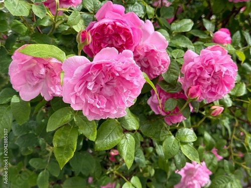 Cuadro en lienzo Beautiful roses pink blooms rosebush in garden after rain.