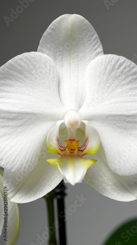 Close-up of a white orchid flower.