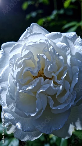 Close-up of a beautiful white rose.