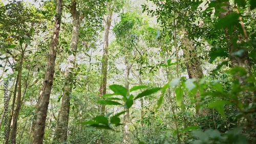Low angle view of lush foliage trees in dense jungle creating vibrant green natural forest scene