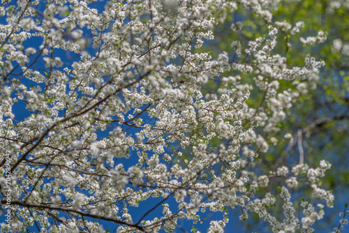 Tableau sur toile Crystalline white blooms sharply focused beneath vivid azure sky