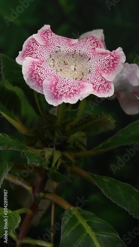 Speckled Pink Gloxinia Hybrid Flowers On Green Background