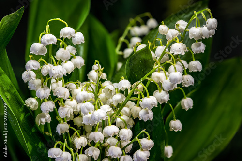 Fresh Lily of the Valley Bouquet With Green Leaves and Dewdrops