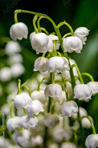 Fresh Lily of the Valley Bouquet With Green Leaves and Dewdrops