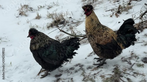 Rooster and hen look at the snow with surprise.