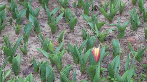 Single Red and Yellow Tulip Bud Blooming in a Field of Green Sprouts. High quality 4k footage