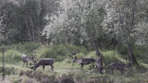 a herd of reindeer grazing on the banks of the chena river near fairbanks, alaska of the usa