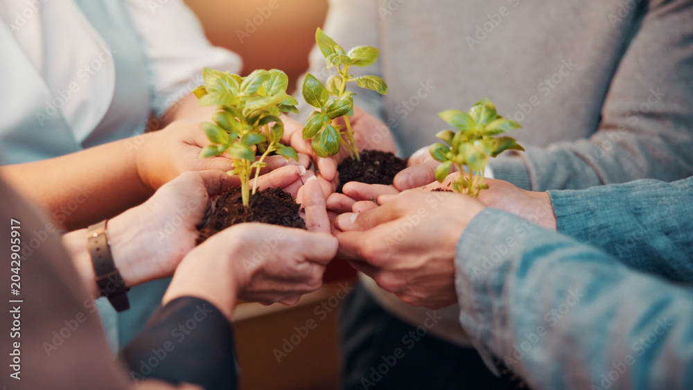 Fototapeta premium People, plants and hands for business growth with sustainability, development and startup. Sapling, sprout and soil with group of employees for support, teamwork and progress in eco friendly project