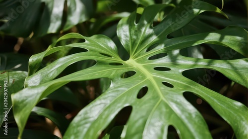 Sunlight filters through hollow monstera leaf, interlaced veins stretch out, showing fresh and elegant texture of green plant.
