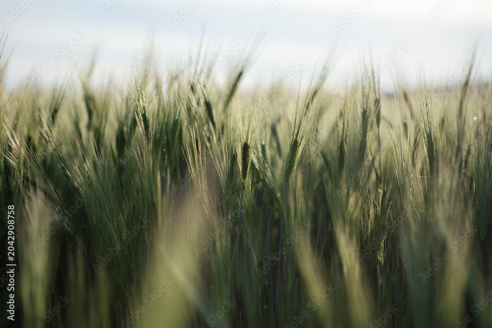 Fototapeta premium Close up of young green wheat on the field