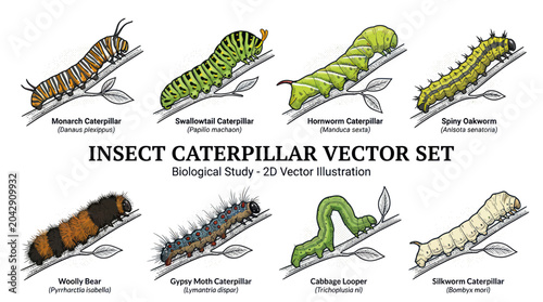 Obraz na płótnie Insect Caterpillar Vector Set: Biological Study - 2D Illustration