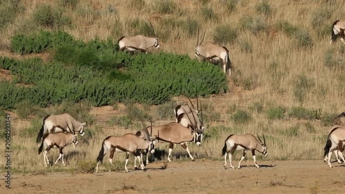 A herd of gemsbok antelopes (Oryx gazella) walking in natural habitat, Kalahari desert, South Africa