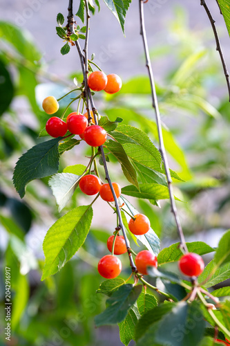 Unripe sour cherries ripening on a tree branch with green leaves. Close-up of young Amarena cherries (Prunus cerasus) changing color in a sunny orchard. Agriculture and fruit growth concept.
