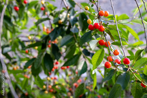 Unripe sour cherries ripening on a tree branch with green leaves. Close-up of young Amarena cherries (Prunus cerasus) changing color in a sunny orchard. Agriculture and fruit growth concept.