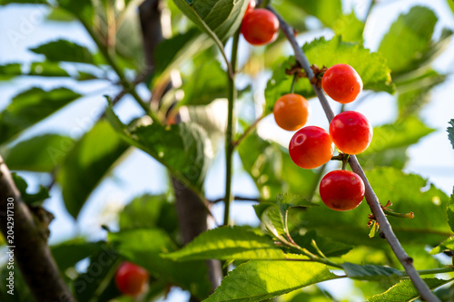Unripe sour cherries ripening on a tree branch with green leaves. Close-up of young Amarena cherries (Prunus cerasus) changing color in a sunny orchard. Agriculture and fruit growth concept.