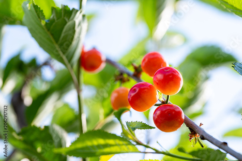 Unripe sour cherries ripening on a tree branch with green leaves. Close-up of young Amarena cherries (Prunus cerasus) changing color in a sunny orchard. Agriculture and fruit growth concept.