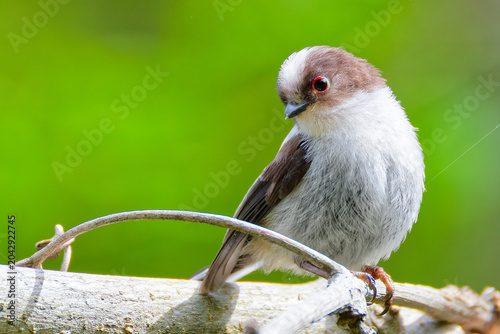 Foto 巣立ちしたエナガの幼鳥