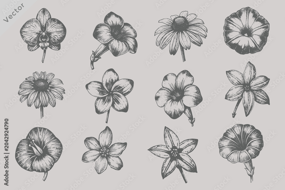 Obraz premium Vintage Floral Bloom Illustration Bundle Featuring Botanical Hand Drawn Flowers in Retro Engraved Style for T Shirt Pattern Packaging and Wedding Design Projects
