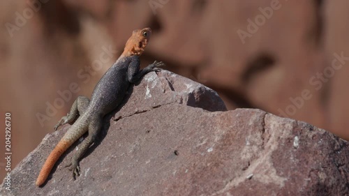 a wide shot of a male rock agama lizard sunning itself on a boulder at twyfelfontein in namibia, africa