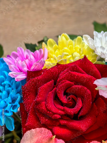Red Rose Flower Covered With Fresh Water Droplets