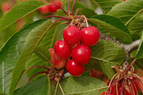 Konstfotografi Fresh ripe sweet cherries growing on tree branches in a commercial cherry orchard during summer harvest season