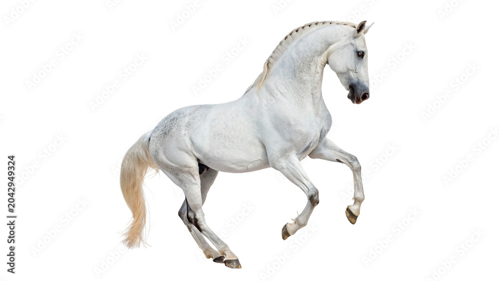 Fototapeta premium Beautiful white horse trotting gracefully with its tail raised on transparent background
