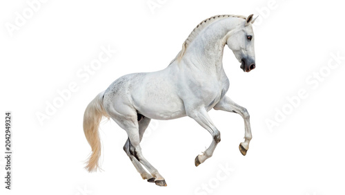 Obraz na płótnie Beautiful white horse trotting gracefully with its tail raised on transparent ba