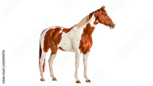 Fotografi Beautiful brown and white pinto horse standing in full profile view on transpare