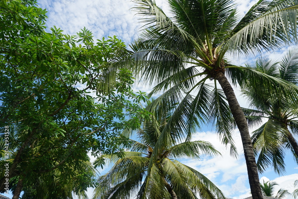 Fototapeta premium palm tree in the wind