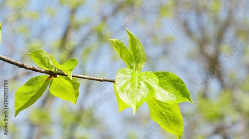 Young, bright green leaves on a tree branch in early spring.