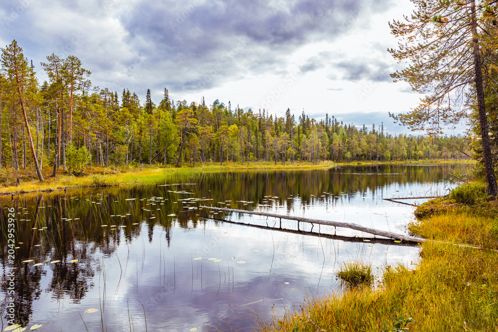 Fototapeta premium Scenic Taiga Forest and Peatland Pond in Kuusamo, Finland