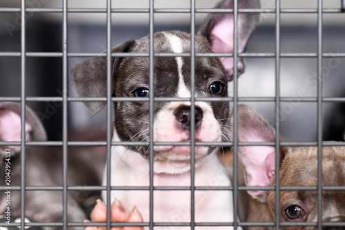 Obraz na plátne French Bulldog dog puppies in cage behind bars