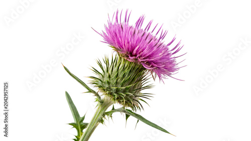 Φωτογραφία Purple milk thistle flower with sharp green thorns isolated on transparent backg