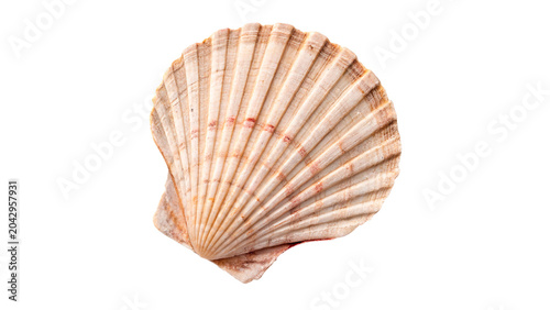 Konstfotografi Natural sea shell scallop cockle detailed texture shape on transparent backgroun