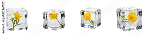 Yellow buttercup flowers frozen inside clear ice cubes on black background