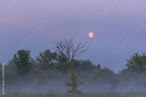 Photos A full moon shines over a misty field with dark green trees and a leafless silho