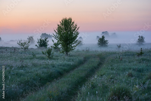 Cuadro en lienzo A peaceful sunrise over a misty field with green trees and a dirt path winding t