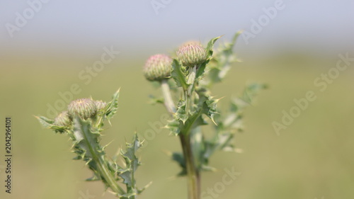 Beautiful Purple Thistle Flower Close-Up