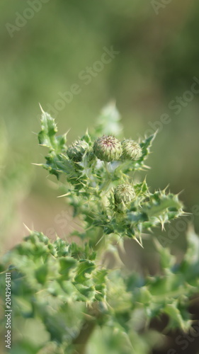 Beautiful Purple Thistle Flower Close-Up