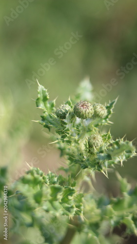 Beautiful Purple Thistle Flower Close-Up