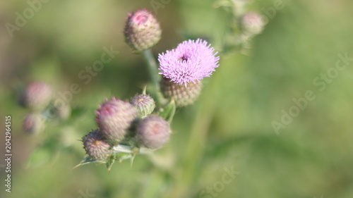 Beautiful Purple Thistle Flower Close-Up