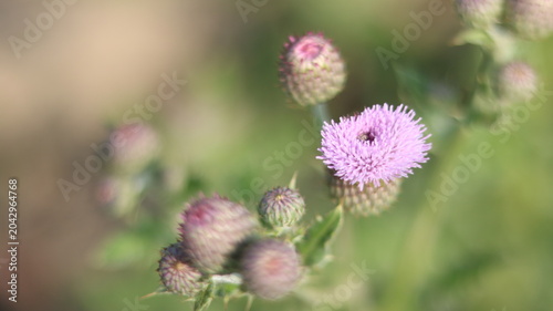 Beautiful Purple Thistle Flower Close-Up