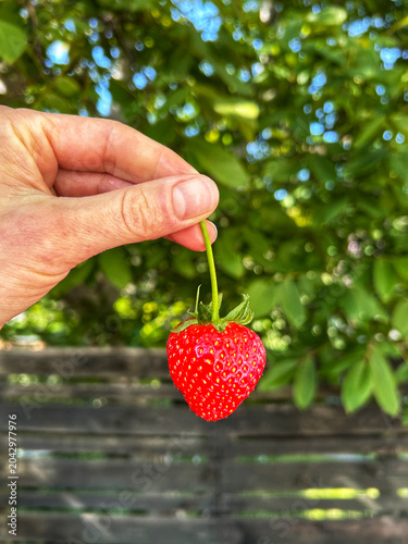 Hand holding ripe strawberry by stem in garden setting