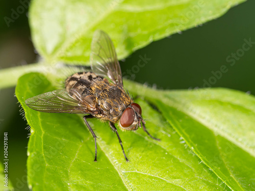 Bio Diversity - Pollenia Spec. - Macro of a Cluster Fly