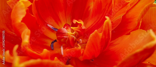 A close-up shot of blooming double early tulips with dense orange and reddish petals, looking like peonies. The bright flowers stand out against a natural green foliage background on a sunny spring 
