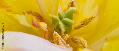 Fotografie Extreme macro close-up of the inner reproductive organs of a yellow tulip flower, showing the detailed green pistil stigma and surrounding yellow anthers with pollen grains