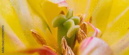 Bild auf Leinwand Extreme macro close-up of the inner reproductive organs of a yellow tulip flower, showing the detailed green pistil stigma and surrounding yellow anthers with pollen grains