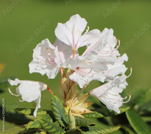 Schilderij op canvas Beautiful flowers of Rhododendron plant