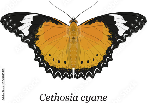 Bild auf Leinwand A detailed vector illustration of a Leopard Lacewing Butterfly (Cethosia cyane),