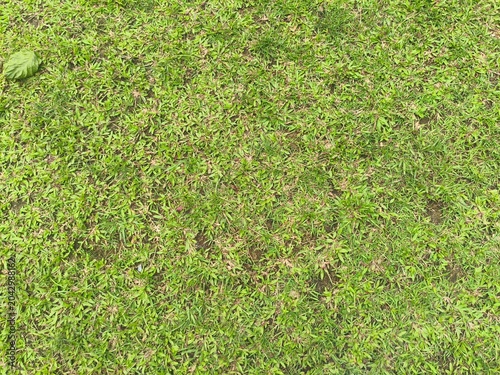 close-up angle of green grass background in clear bright weather on March, 2026.